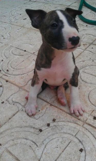 Tenemos cachorros BULL TERRIER a buen precio!!!!