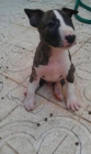 Tenemos cachorros BULL TERRIER a buen precio!!!! - mejor precio | unprecio.es