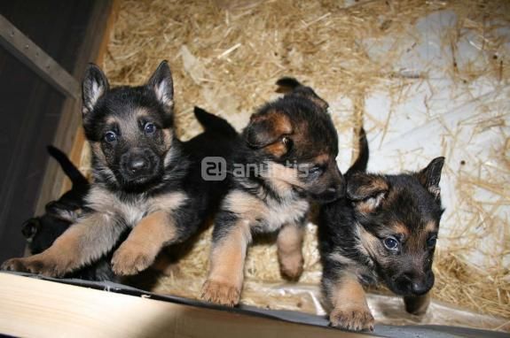 Ultimos cachorros de Pastores Alemanes