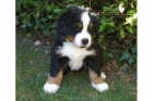 dulce de montaña de Bernese cachorro 10 semanas - mejor precio | unprecio.es