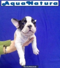 BULLDOGS FRANCESES, perros, cachorros, criadero, venta. GARANTIA AQUANATURA - mejor precio | unprecio.es