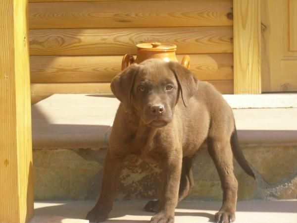 cachorro LABRADOR  CHOCOLATE con PEDIGREE 450