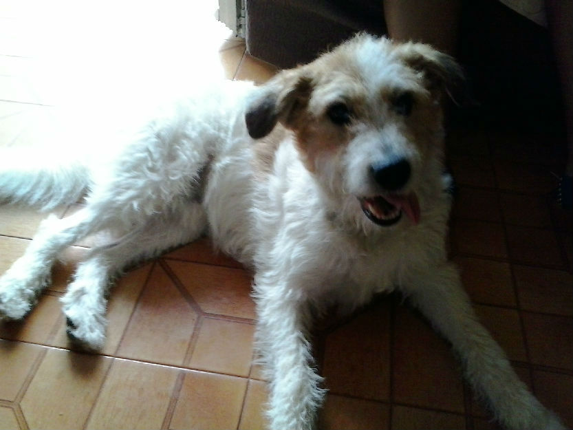 doy en adopcion lindo cachorro mestizo...