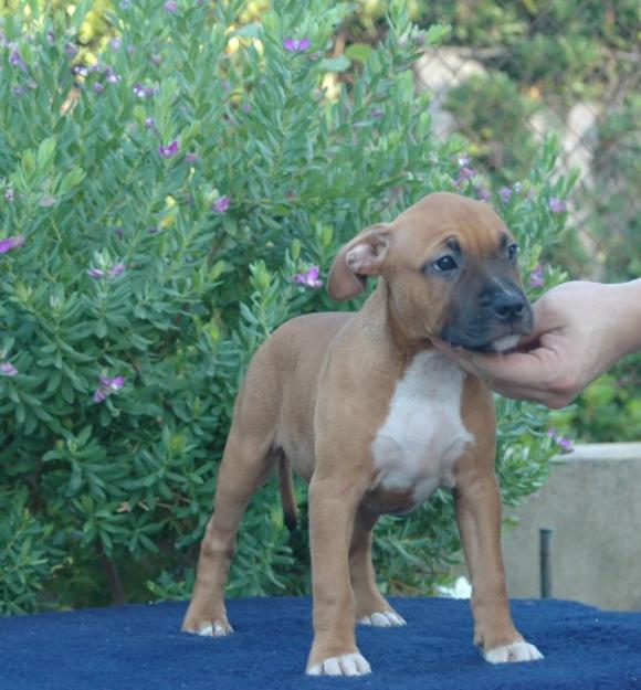 Excelente Cachorros de American Stanforshire terrier