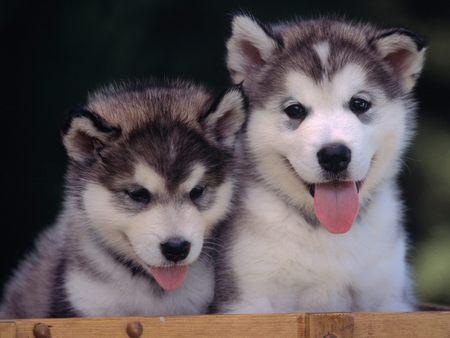 excelentes cachorros de alaska malamuten