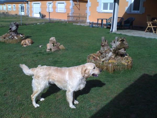 monta de golden retrivier