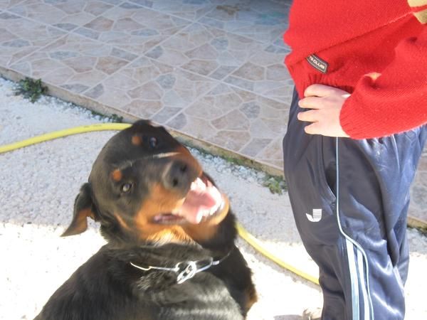 Rottweiler Macho