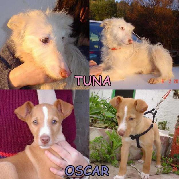 Tuna y Oscar buscan familia!!! cachorros