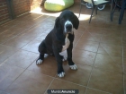 VENDO CACHORRA DOGO ALEMAN - mejor precio | unprecio.es