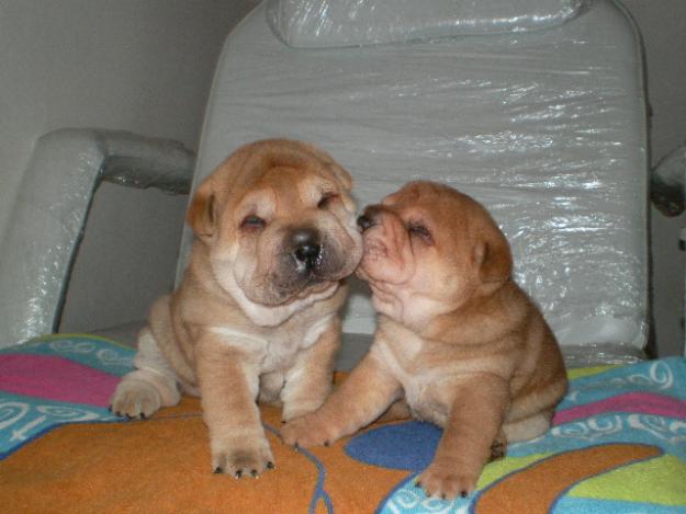 VENDO O CAMBIO CACHORROS DE SHAR-PEI