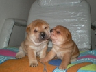 VENDO O CAMBIO CACHORROS DE SHAR-PEI - mejor precio | unprecio.es