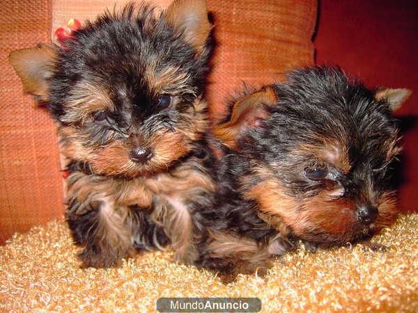 YORKSHIRE TERRIER ENANO A 400 EUROS