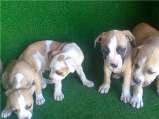 Cachorros American Stafford