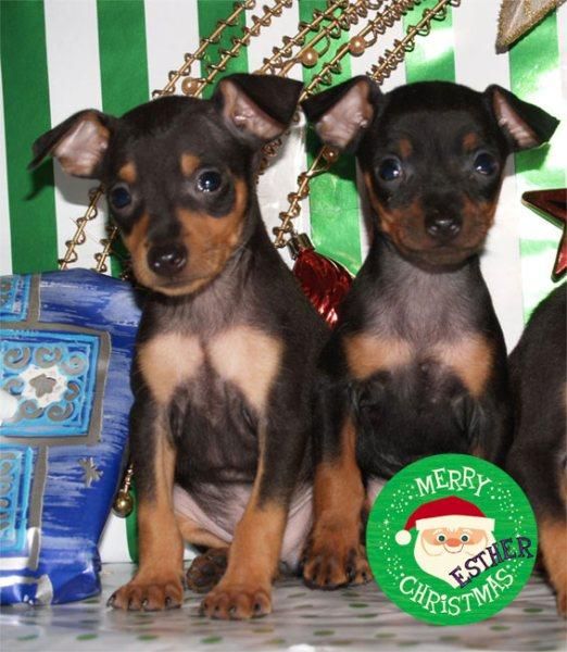 Cachorros de Mini Pincher ¡Regala vida estas fiestas