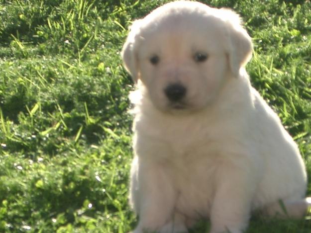 Cachorros golden retriever con excelente pedigree