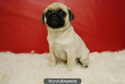 CARLINO PUG DISPONIBLES, COLOR BEIGE