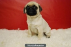 CARLINO PUG DISPONIBLES, COLOR BEIGE - mejor precio | unprecio.es