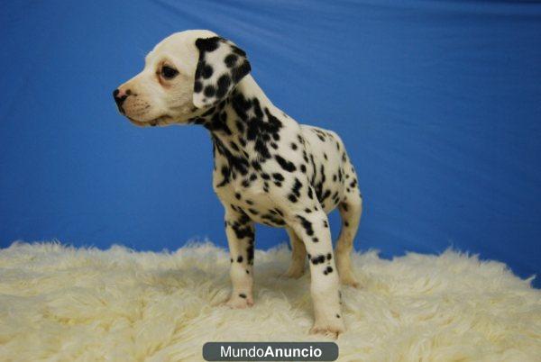 Dalmata, cachorros por 150 euros