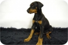 doberman de calidad. 2meses!pura raza! - mejor precio | unprecio.es