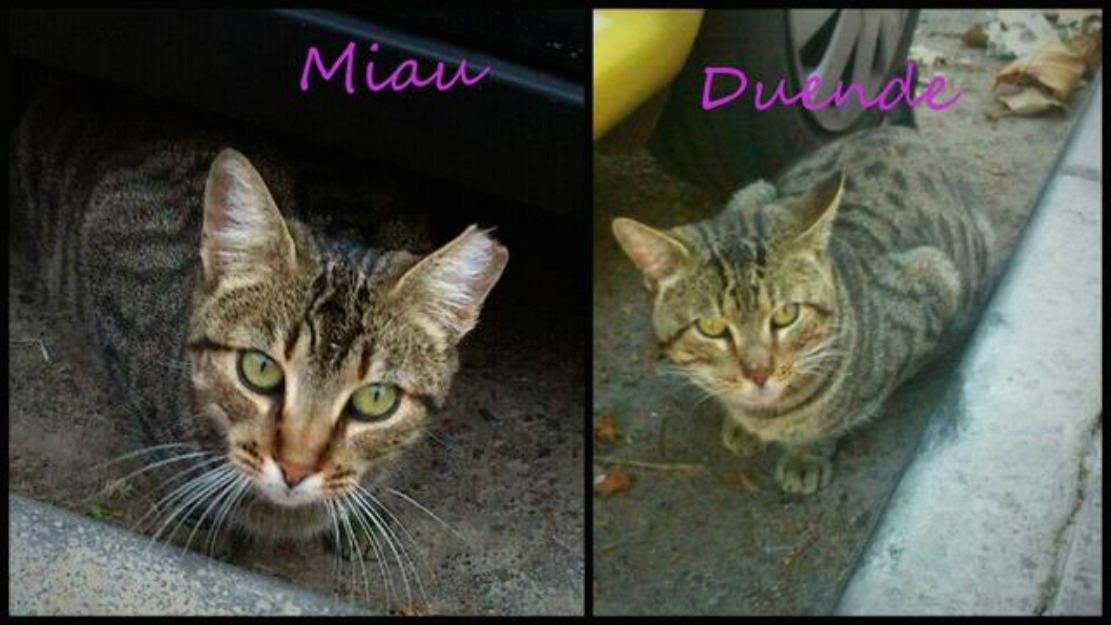 Gatos Miau y Duende,hay que sacarlos de la calle. Urge adopción o acogida para ellos