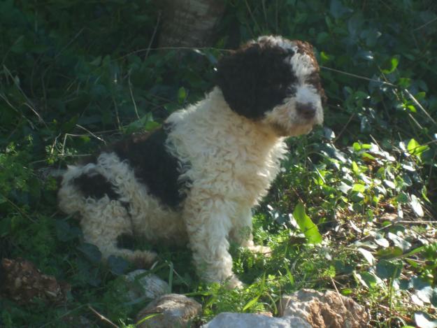 Perro de agua de Ubrique