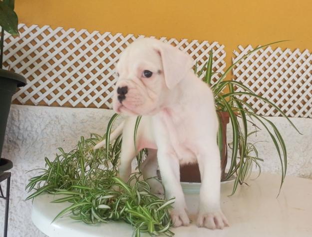 Preciosa Cachorra Boxer Blanca