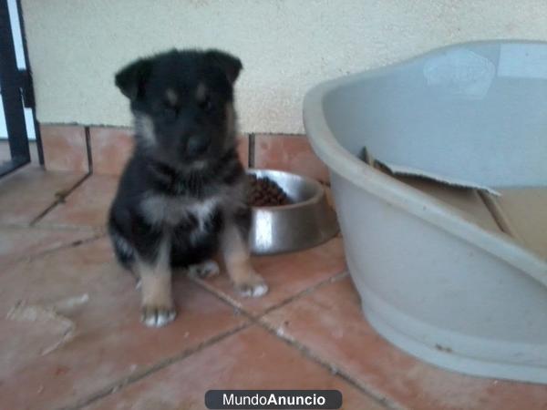 Cachorrito Husky-pastor alemán