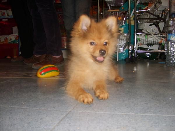 280 EUROS: machito pomerania con pedigree