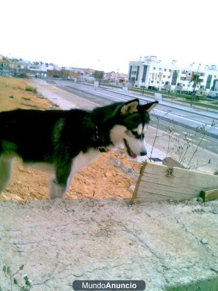 busco hembra para huski siberiano