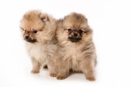 cachorritas de pomerania enanos