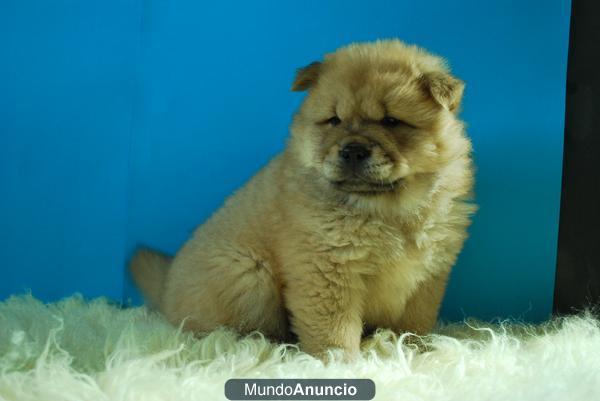 Cachorritos con dos mesecitos de Chow Chow