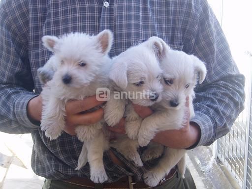 cachorritos de  westy