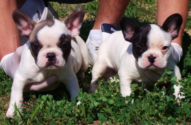 CACHORROS DE BULLDOG FRANCES