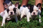 CACHORROS DE BULLDOG FRANCES - mejor precio | unprecio.es