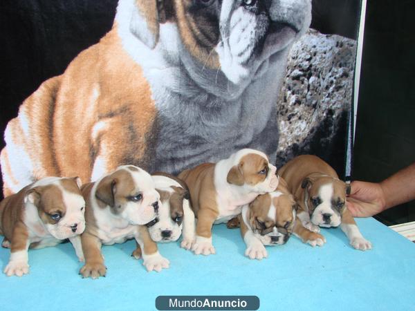 Camada de bulldog ingles, cachorros en venta¡¡