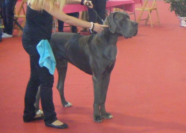 Excelente camada de cachorros de dogo alemán azul