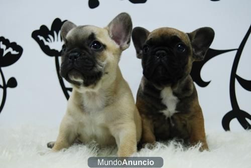 Excelentes Bulldog Frances Fanw camada www.animalflower.es