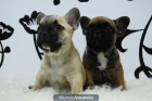 Excelentes Bulldog Frances Fanw camada www.animalflower.es - mejor precio | unprecio.es