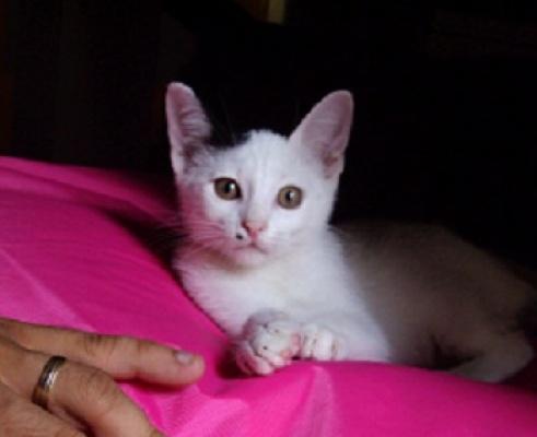 GATITO BLANCO Y NEGRO DE TRES MESES BUSCA UN HOGAR!!