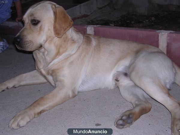 LABRADOR RETRIVER PARA MONTAS