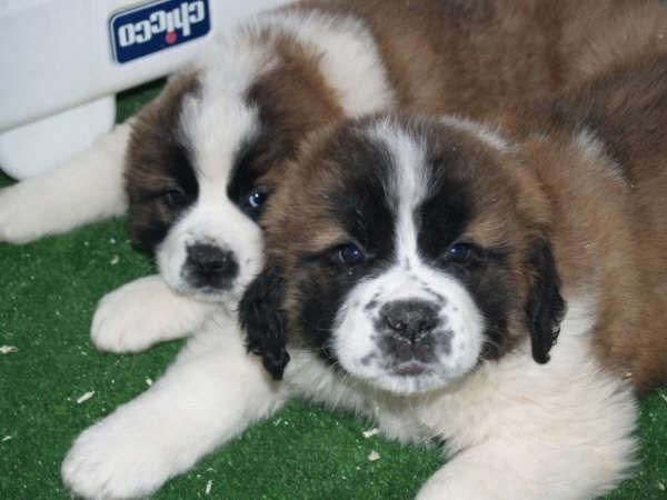 San Bernardo,simpaticos y cariñosos cachorros