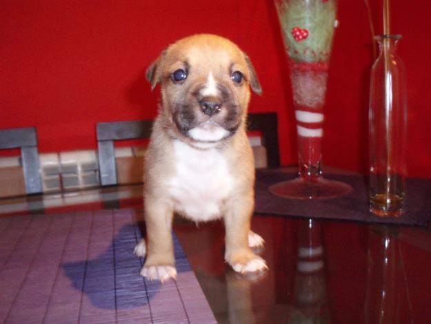 SE VENDE CAMADA DE AMERICAN STAFFORDSHIRE TERRIER