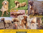 URGENTE - Regalo perra mestiza en adopción MALAGA - mejor precio | unprecio.es