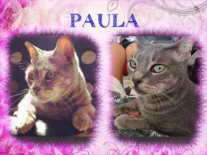 Paula gatita senior en adopción