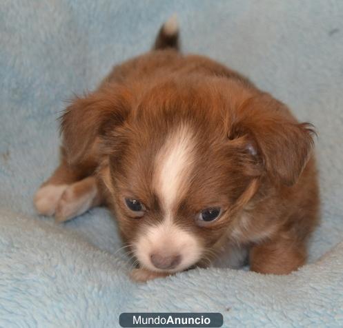 Cachorro de Chihuahua para adopción