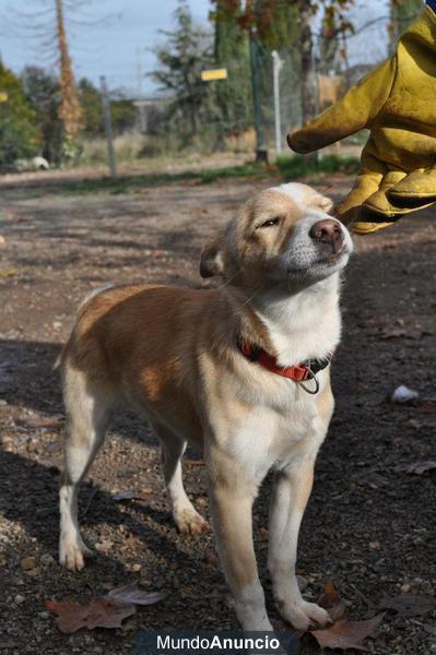 Lobito, cachorrito en adopción