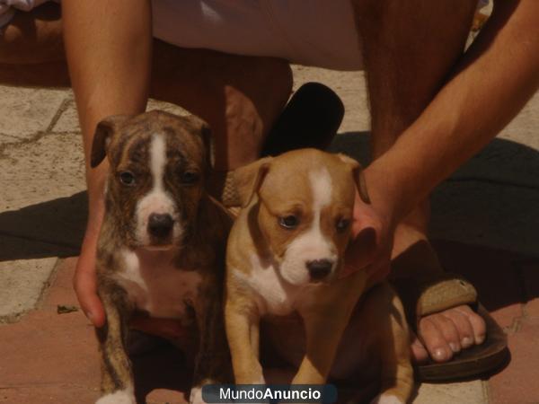 CACHORROS AMERICAN STAFFORD 350 €