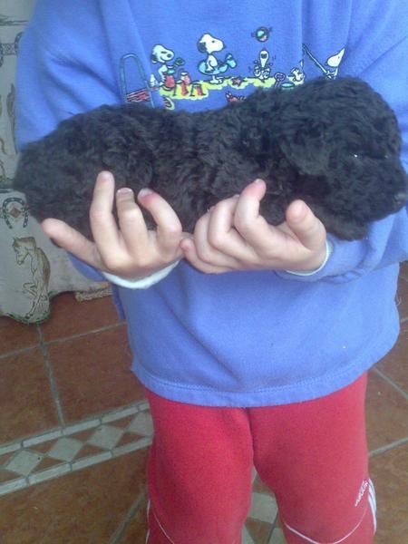 cachorros perro de aguas español