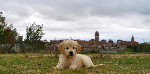 Golden retriever hembras por 290 euros