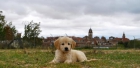 Golden retriever hembras por 290 euros - mejor precio | unprecio.es